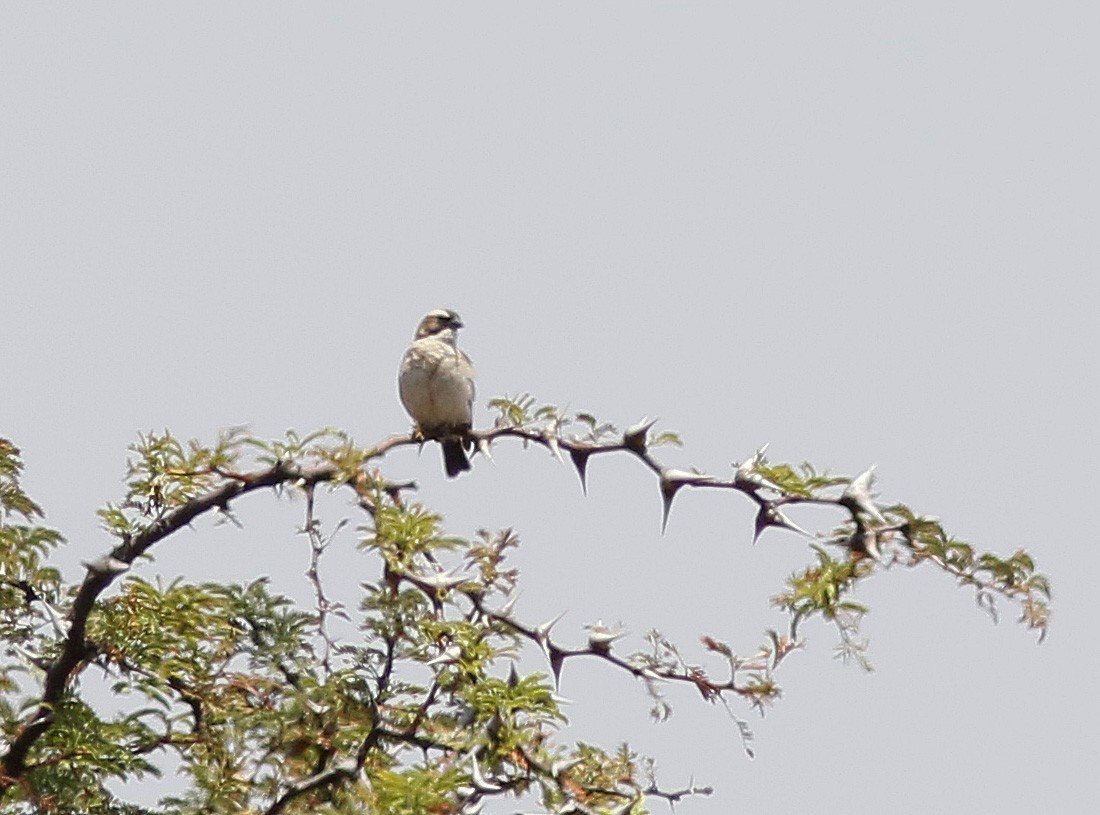 White-browed Sparrow-Weaver - Bill Maynard