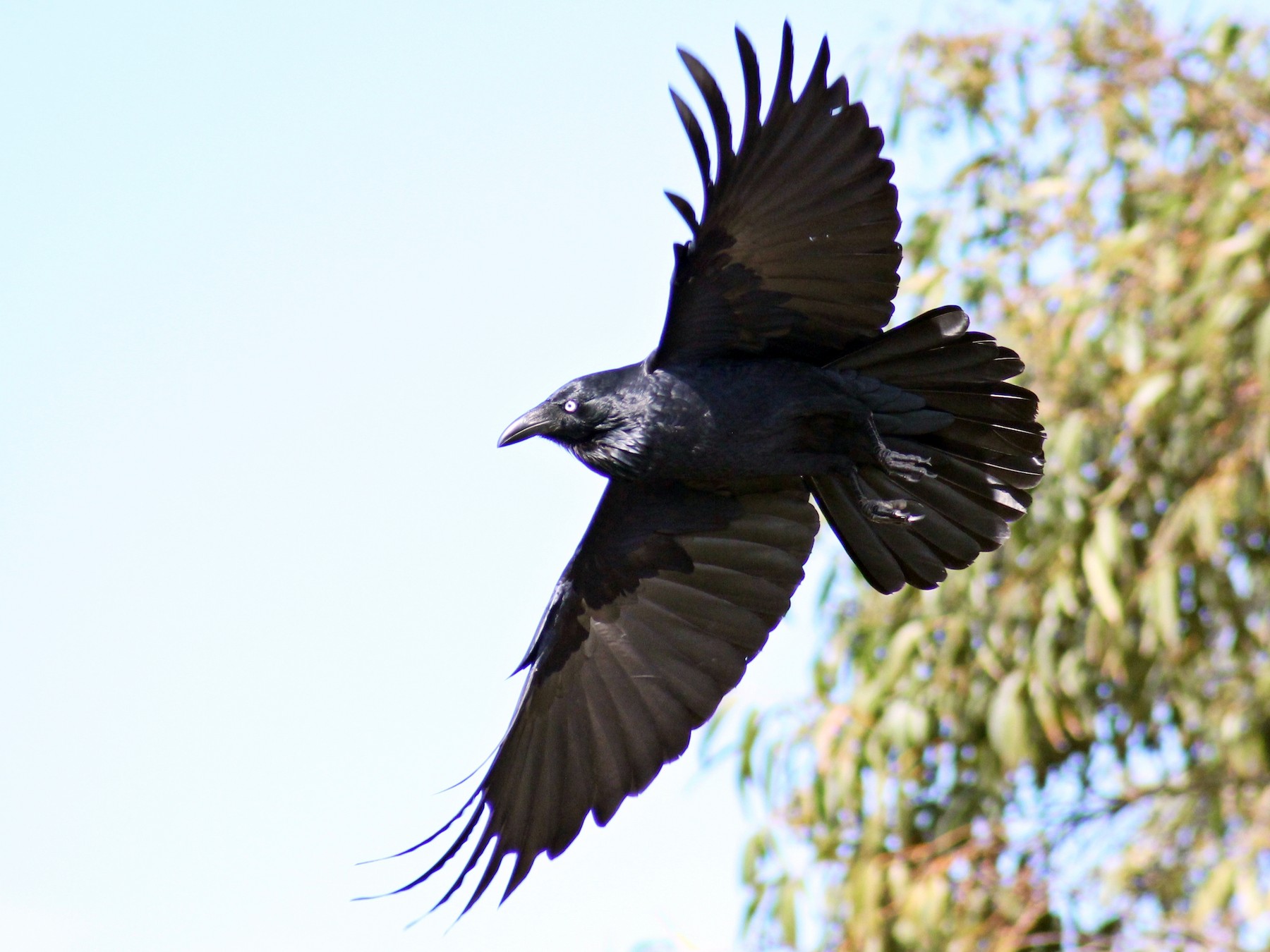 Australian Raven - Kent Warner