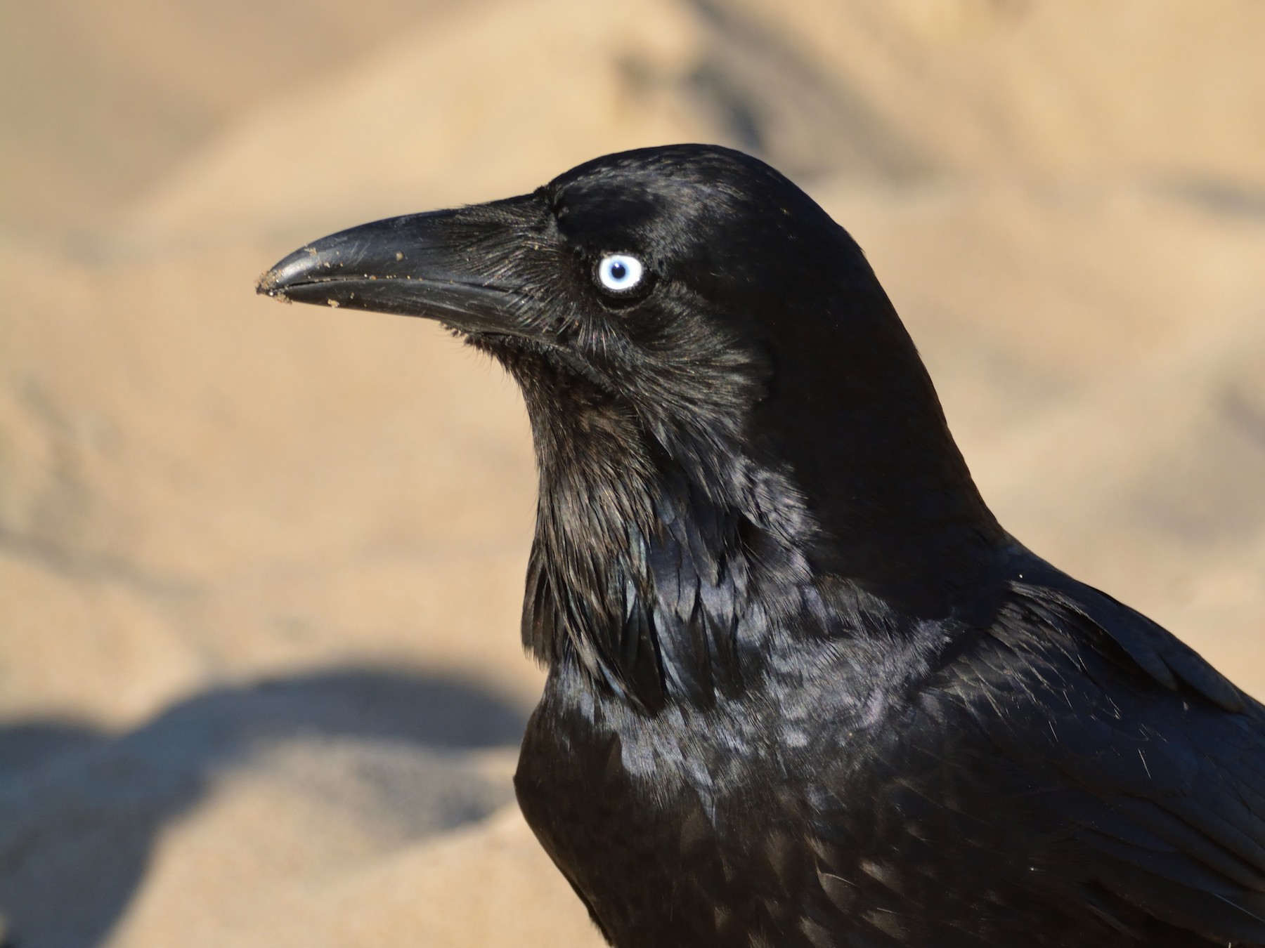 Australian Raven - Andrew Schopieray