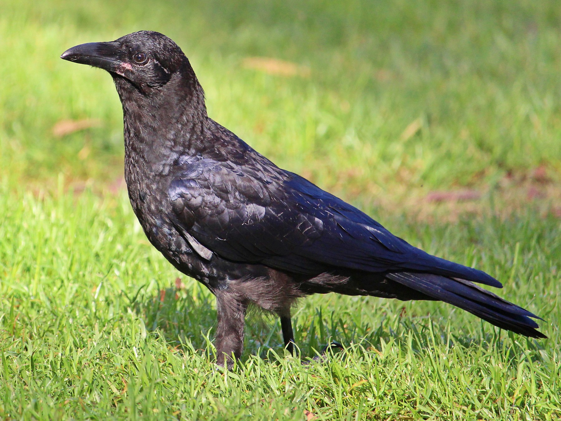 Identification Pitfalls--Crows and Ravens - eBird