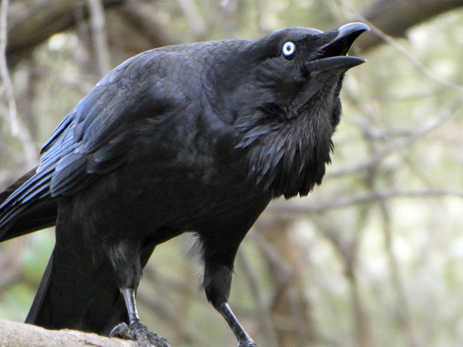 Australian Raven