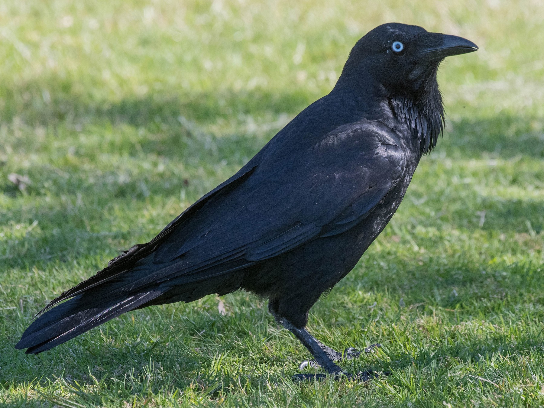 Australian Raven - Terence Alexander