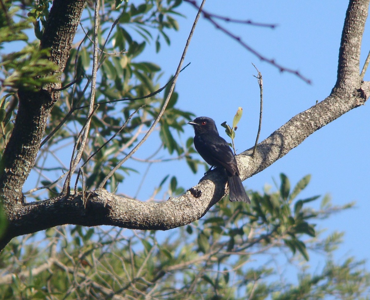 Square-tailed Drongo - Steve Patmore