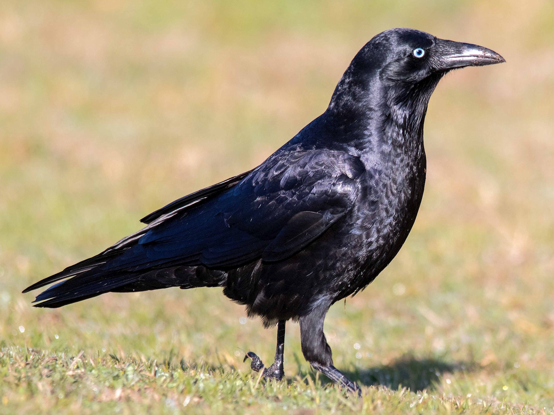 Little Raven - eBird