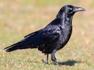 Little Raven - eBird