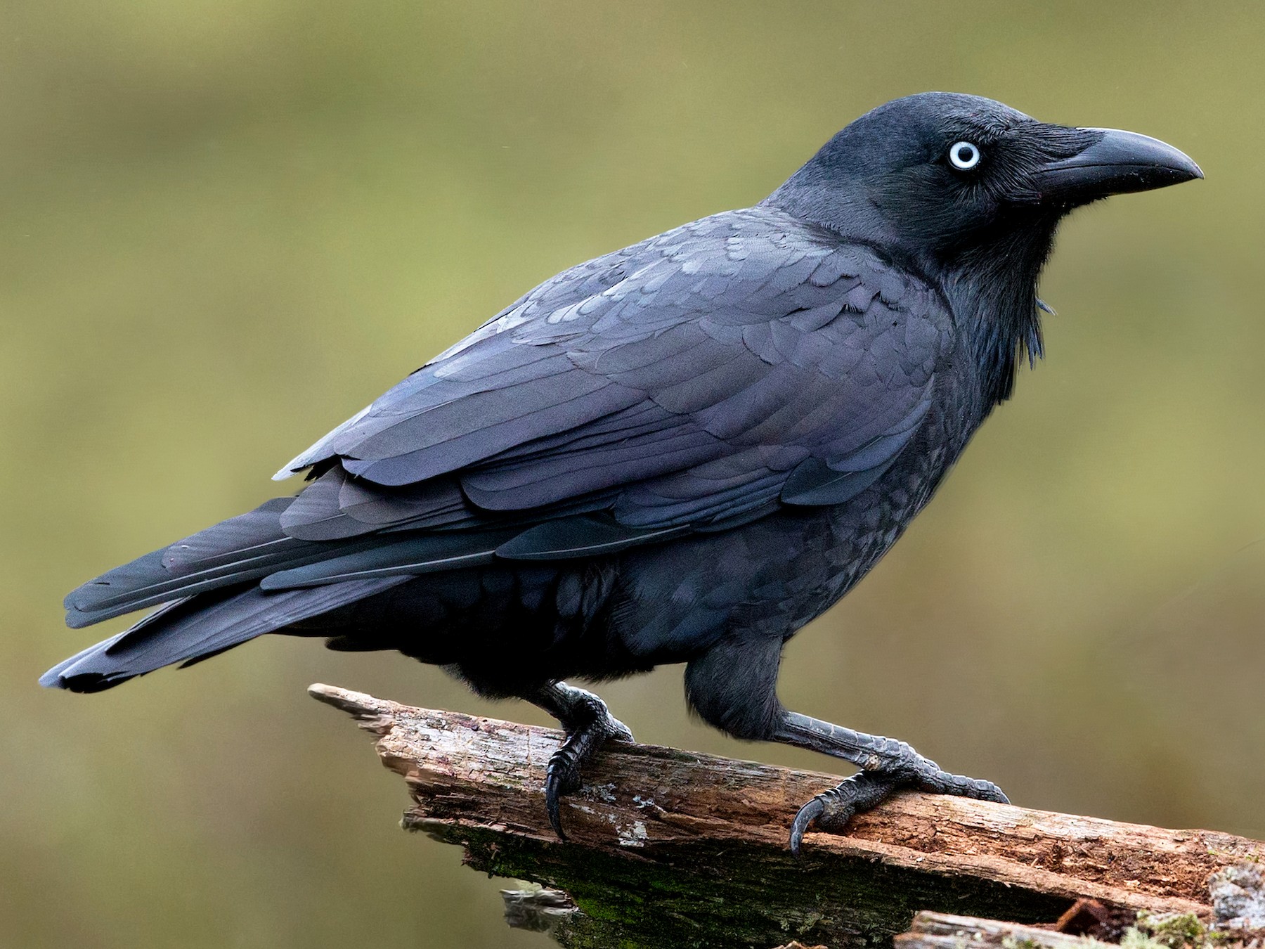 Forest Raven - eBird