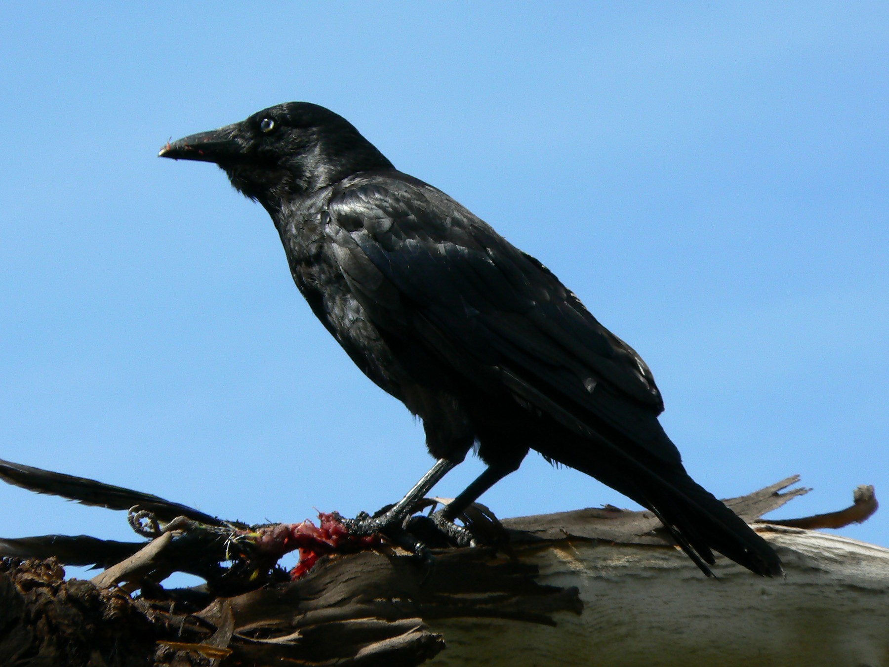 Corbeau de Torres - eBird