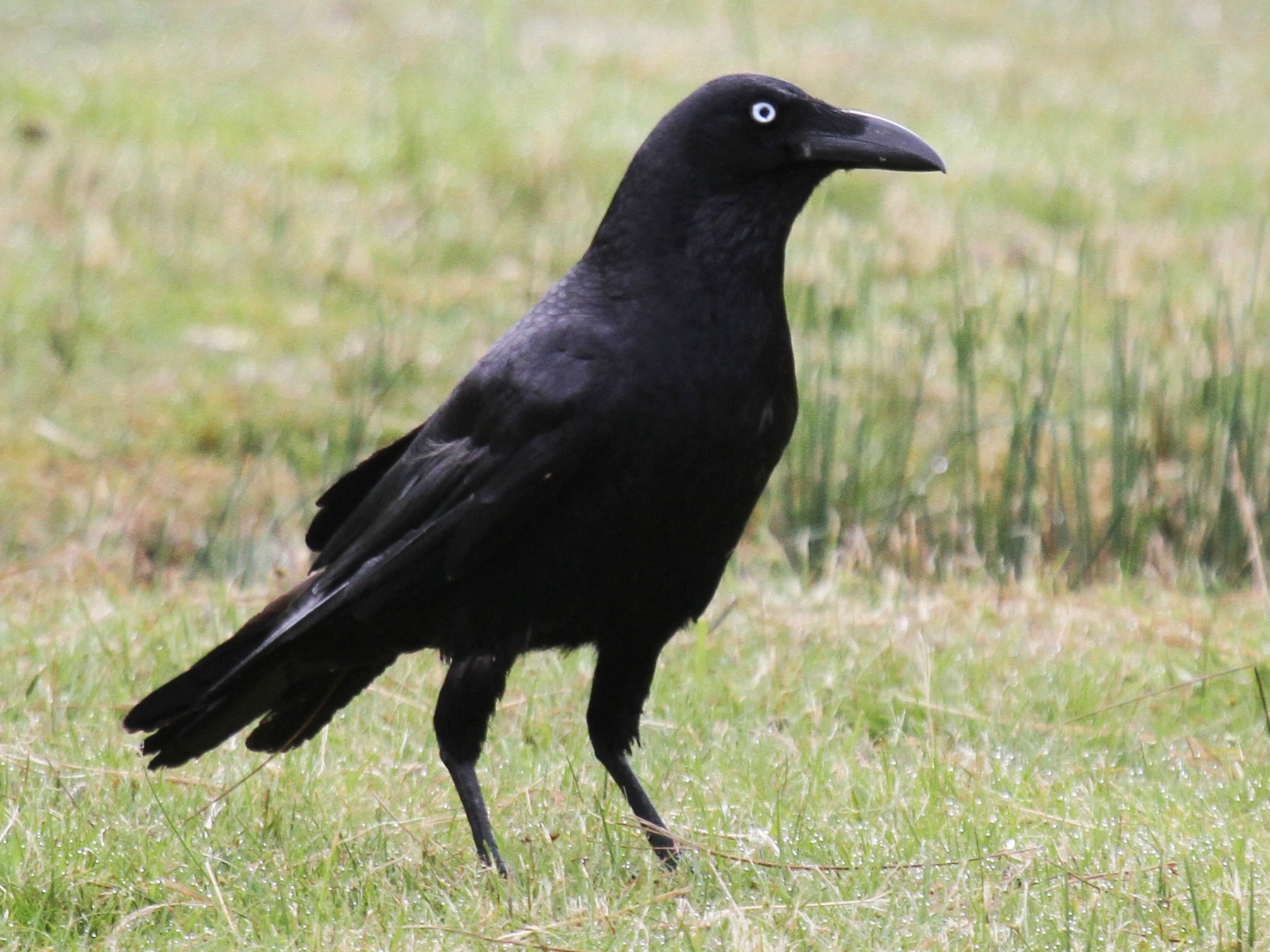 Forest Raven Ebird