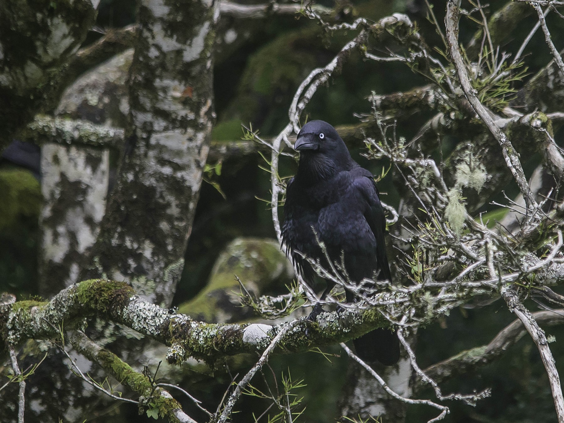 Forest Raven - Adam Fry