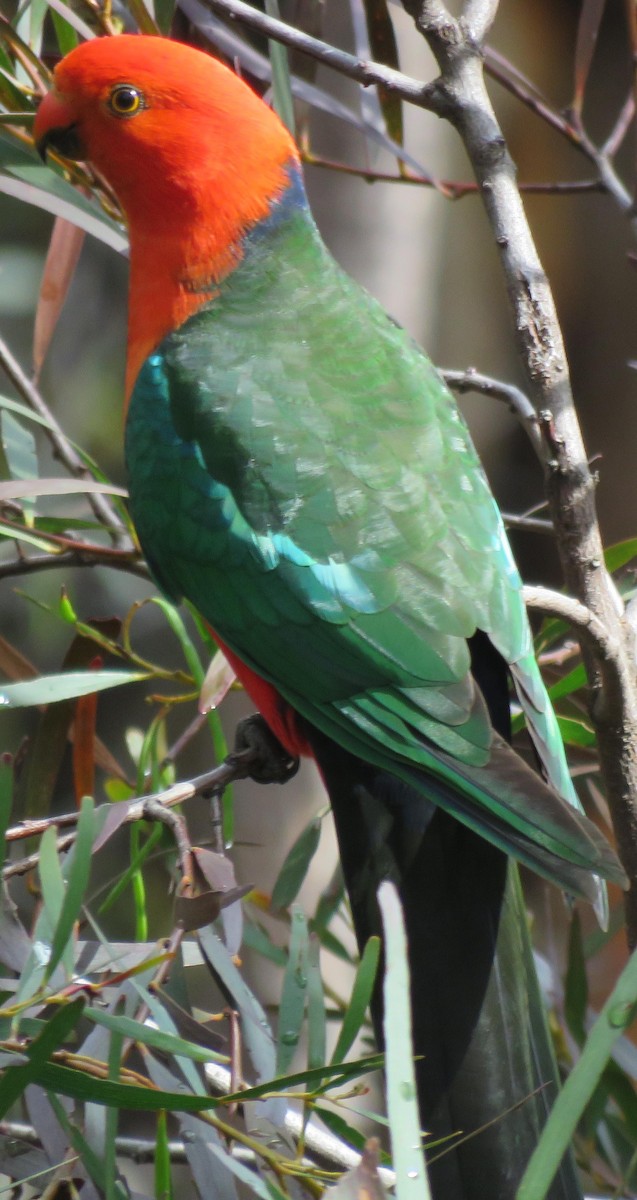 Australian King-Parrot - Peter Colasanti