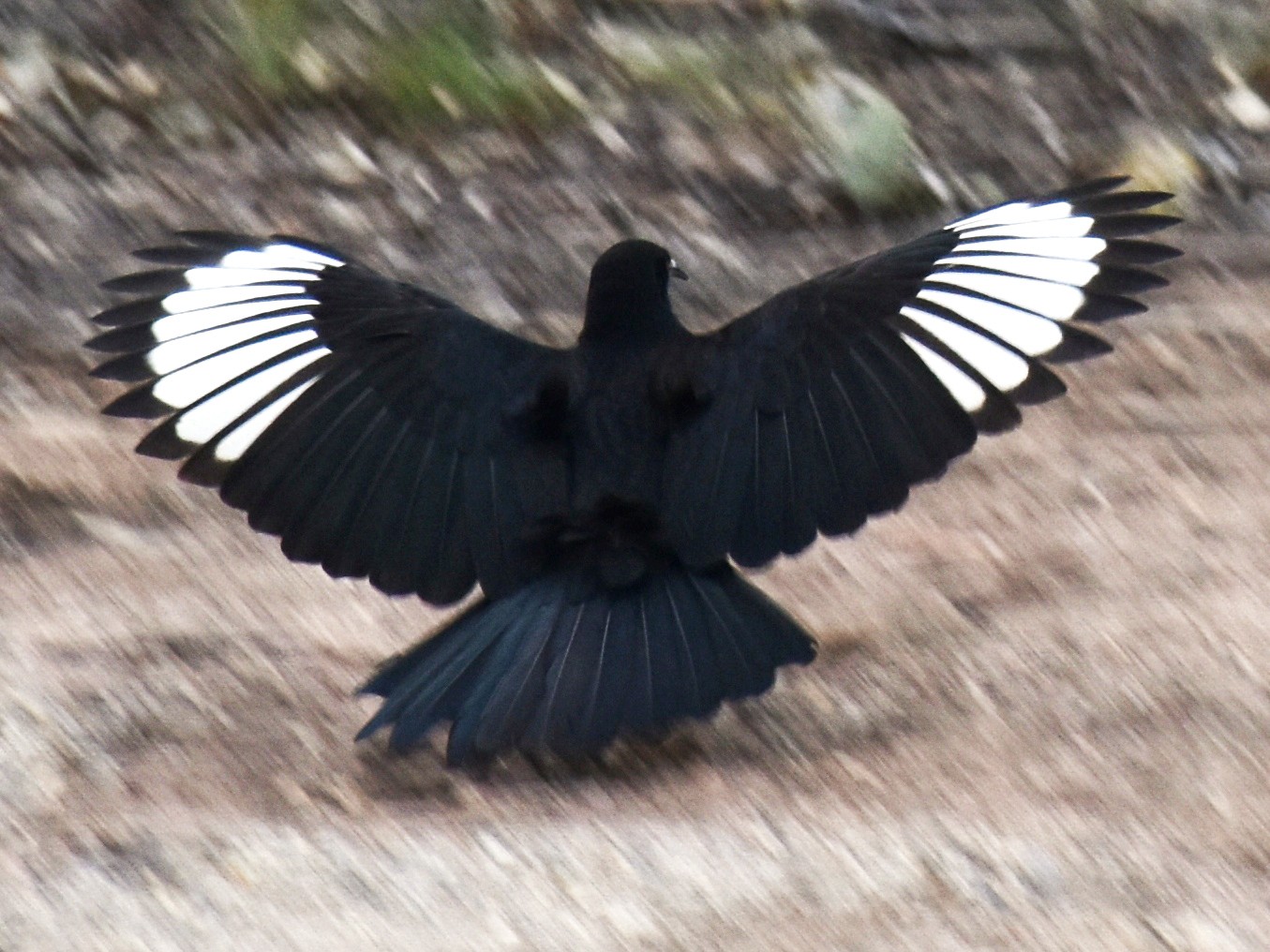 White-winged Chough - David Wheeler