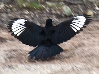 オオツチスドリ - eBird