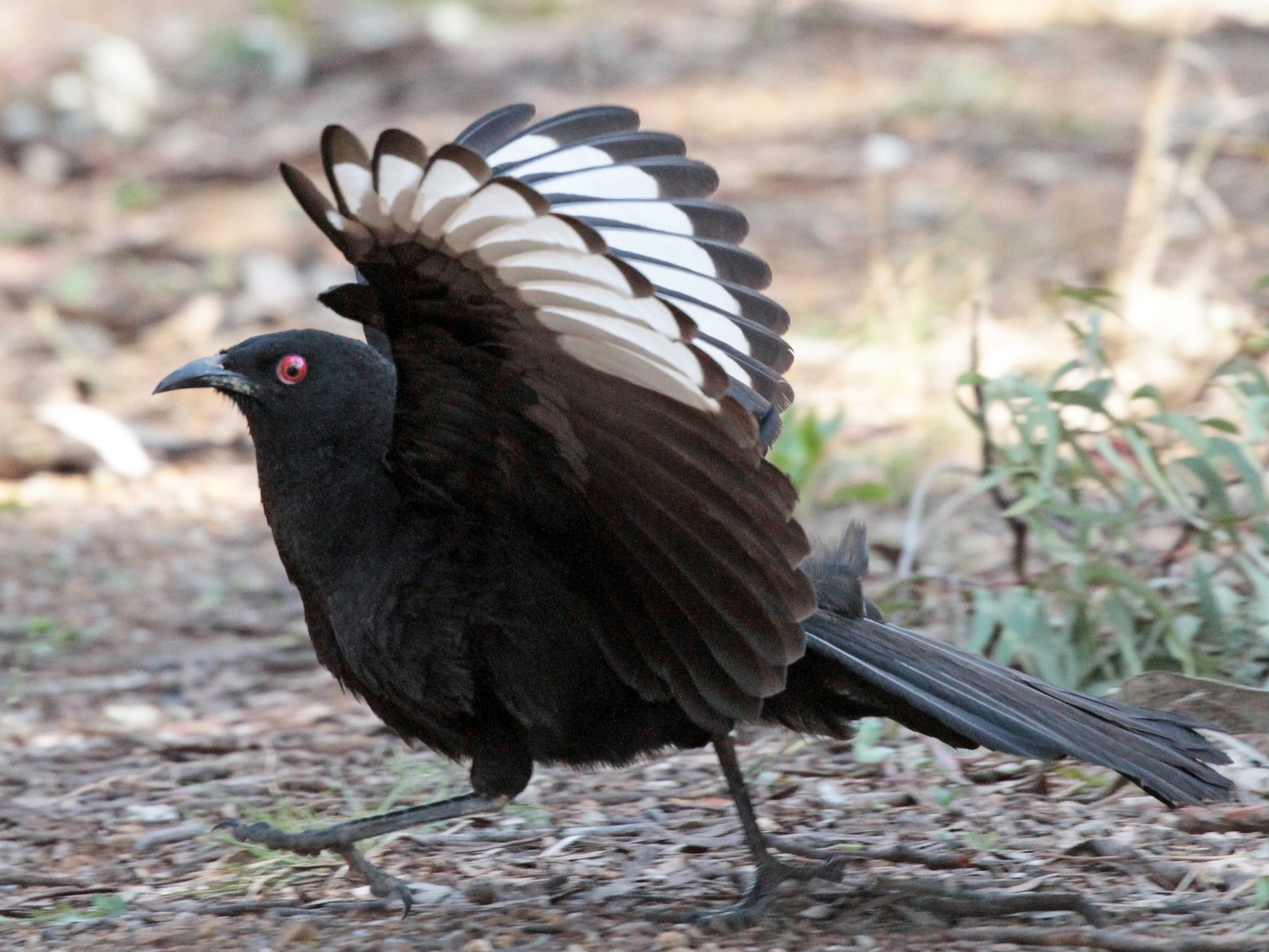 White-winged Chough - Corey Callaghan