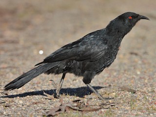  - White-winged Chough