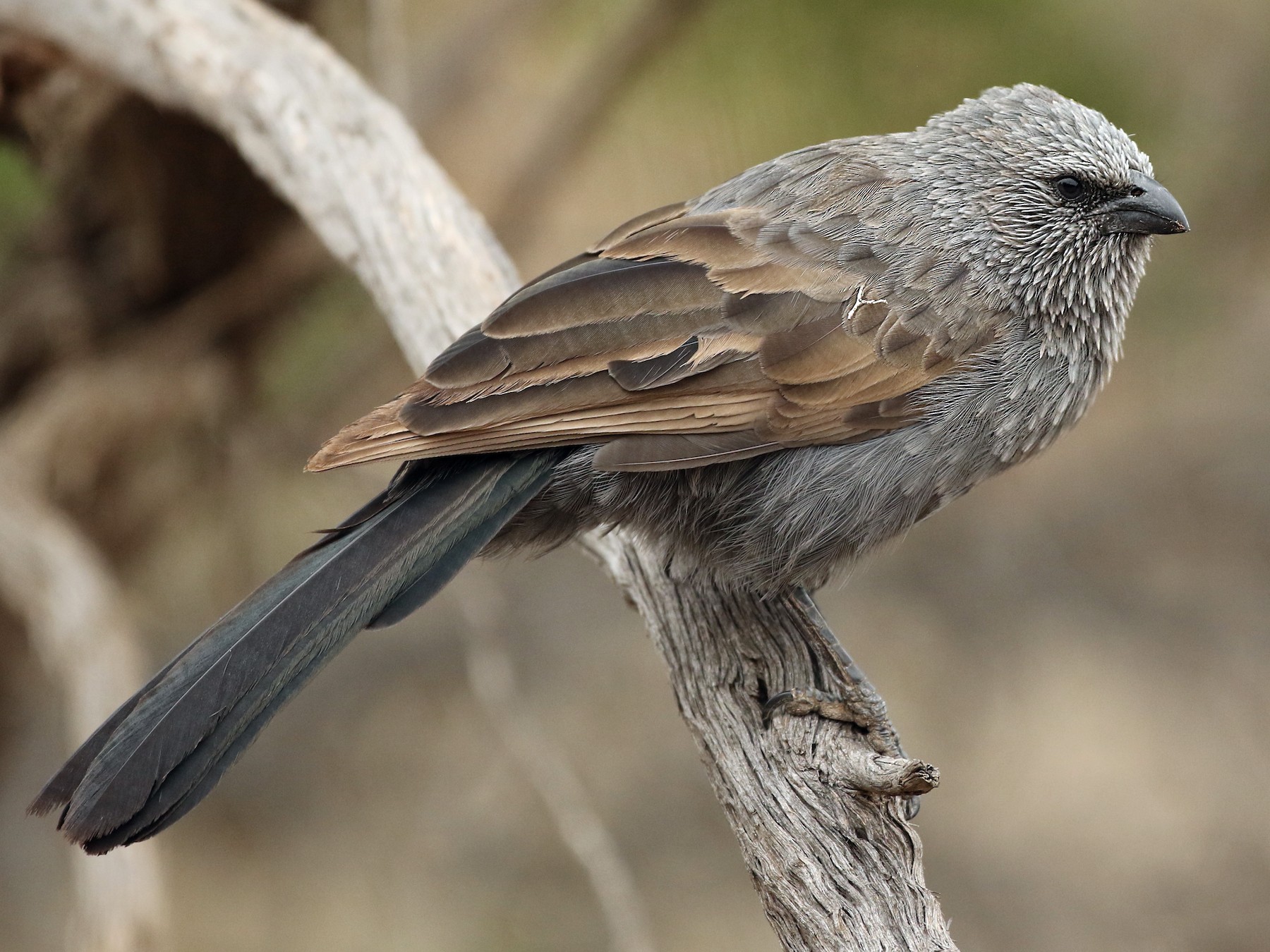 Apostlebird - Luke Seitz