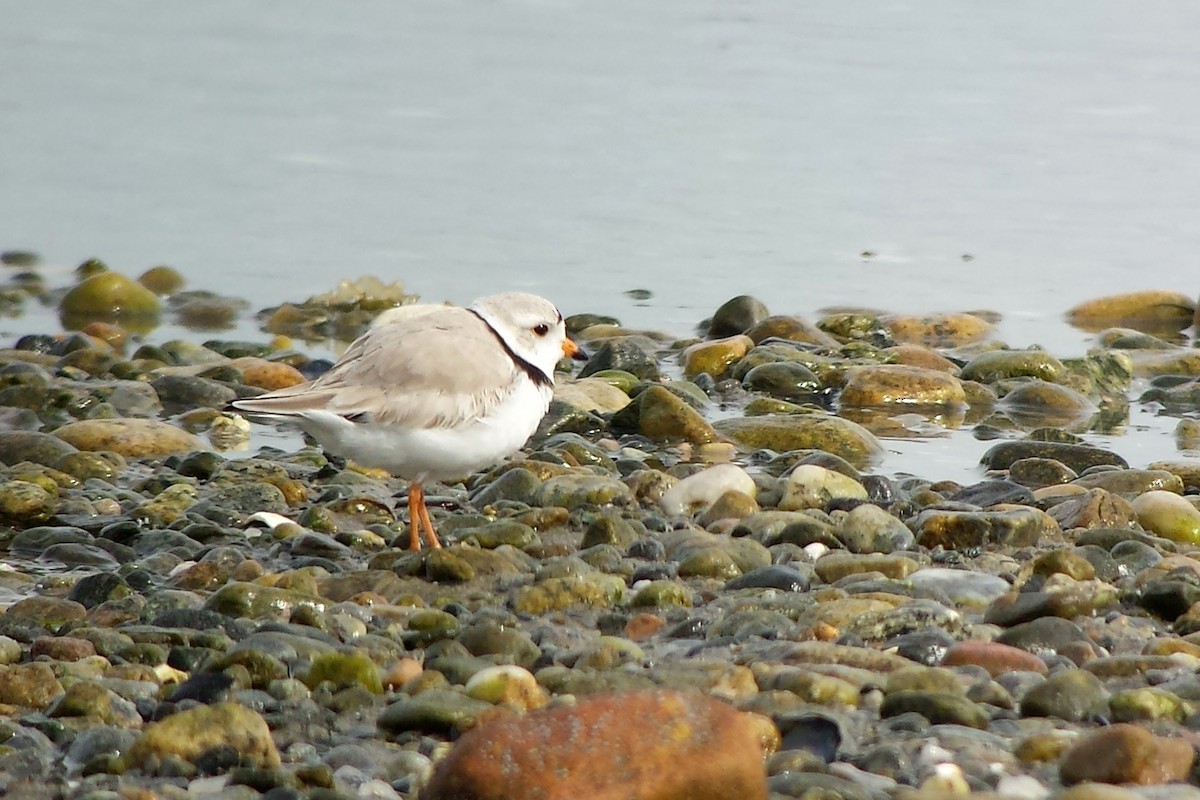 Piping Plover - Tom Auer