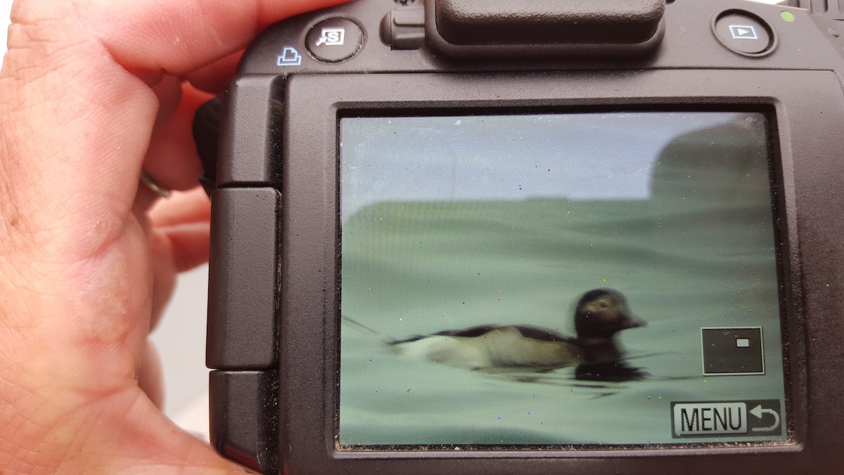 Long-tailed Duck - Tom Auer