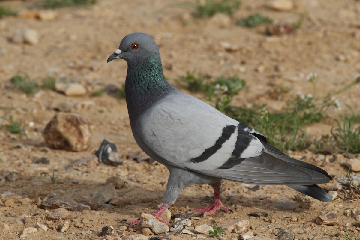 Rock Pigeon (Wild type) - ML125824141