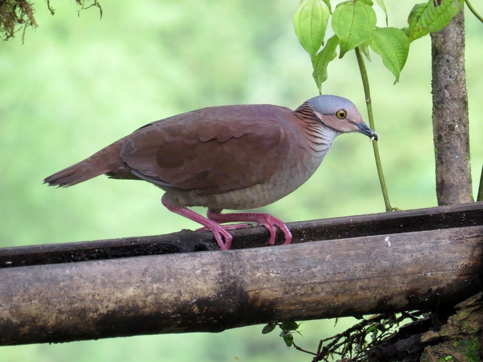 White-throated Quail-Dove - André Weiss