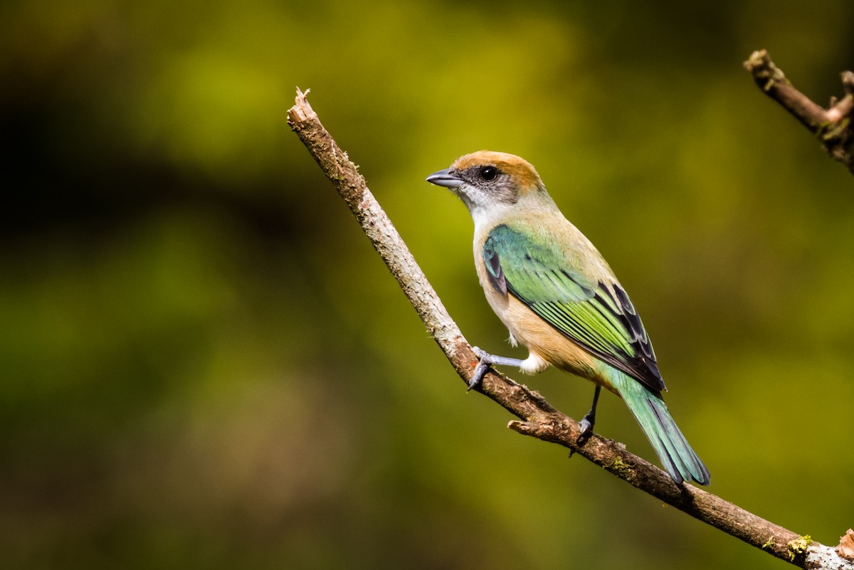 Burnished-buff Tanager - ML125825791