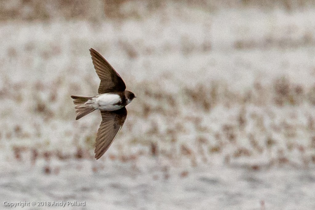 Bank Swallow - Andy Pollard / Falklands Nature