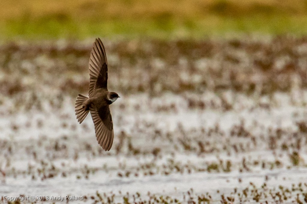 Bank Swallow - Andy Pollard / Falklands Nature