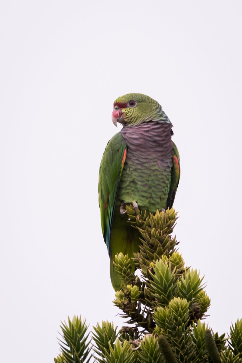 Vinaceous-breasted Parrot - Claudia Brasileiro