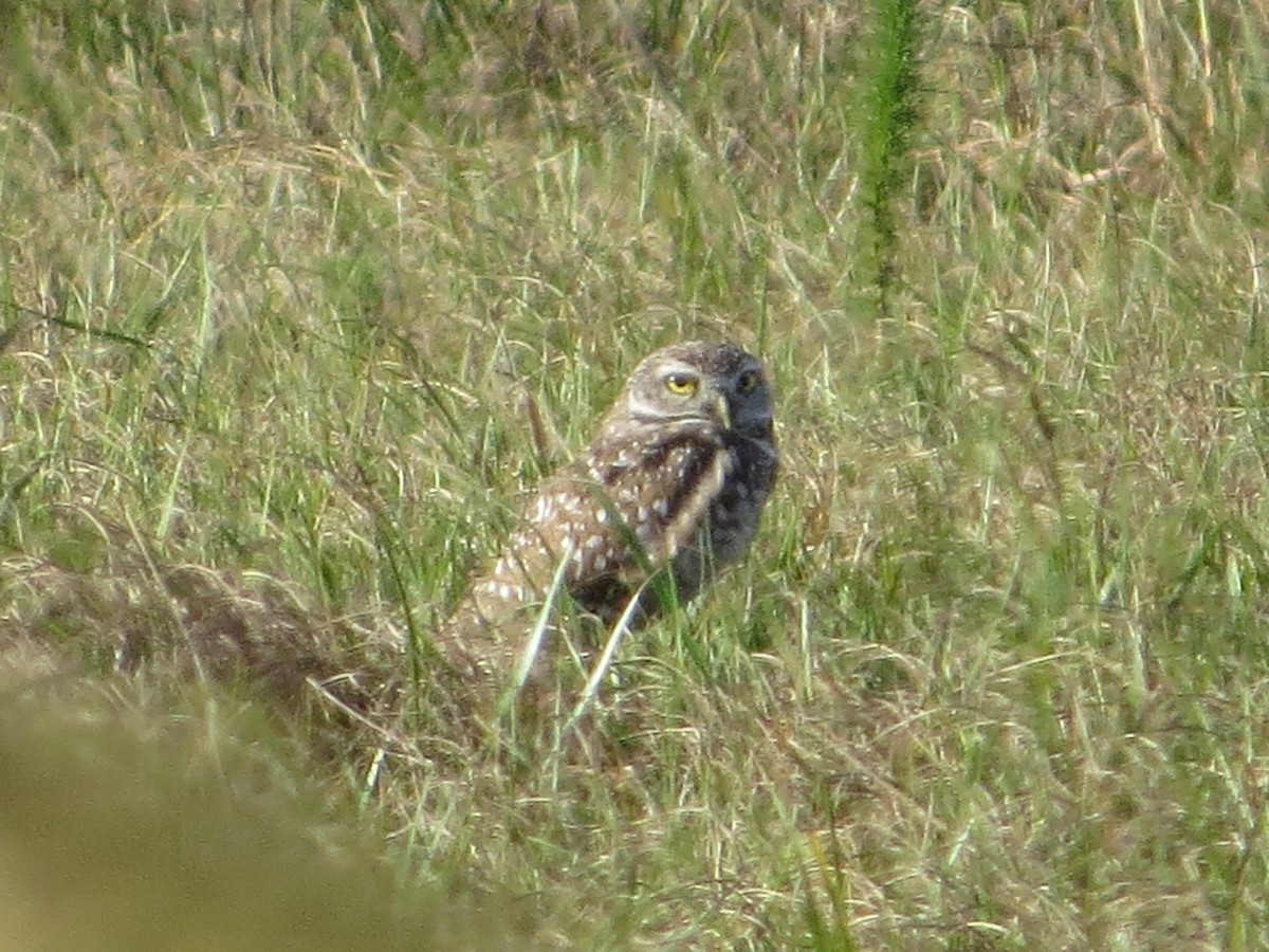 Burrowing Owl (Florida) - ML125826371