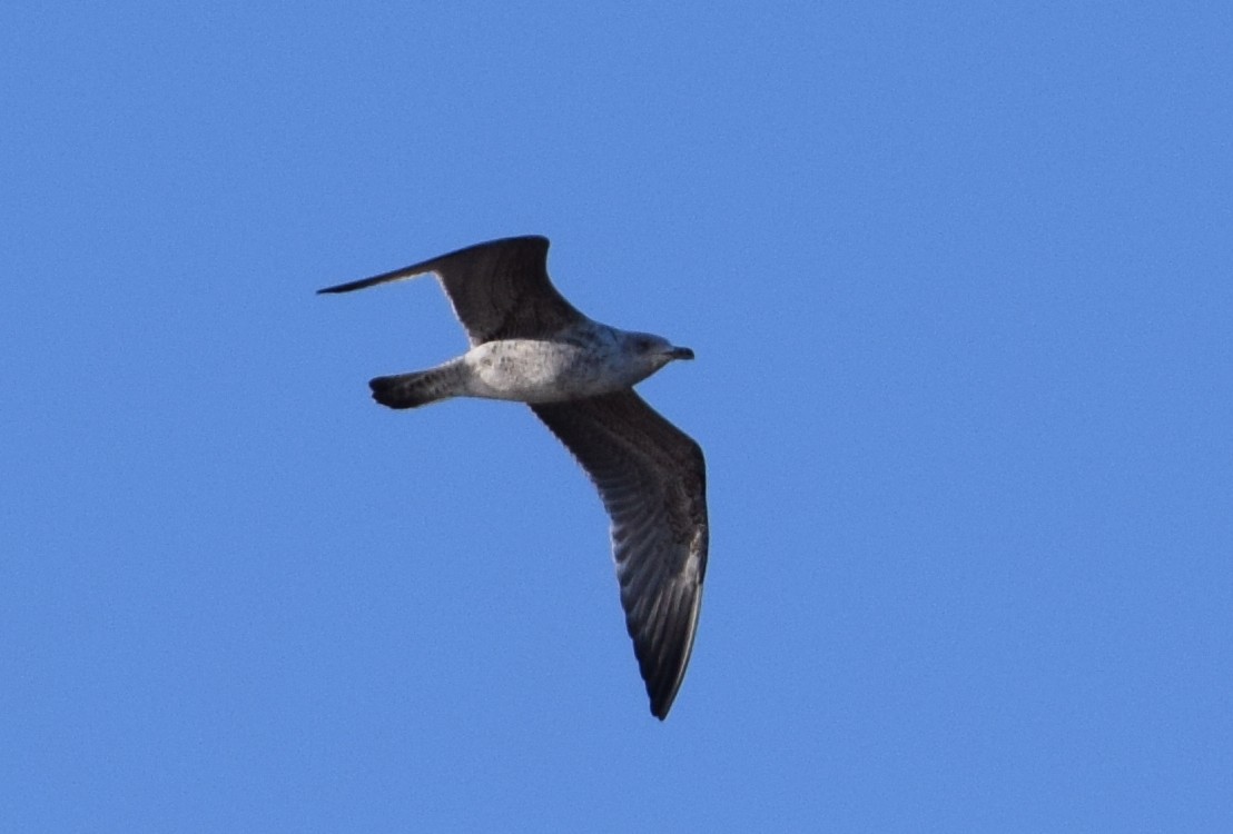 Lesser Black-backed Gull - A Emmerson