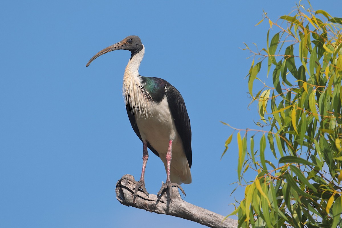 ibis slámokrký - ML125829941
