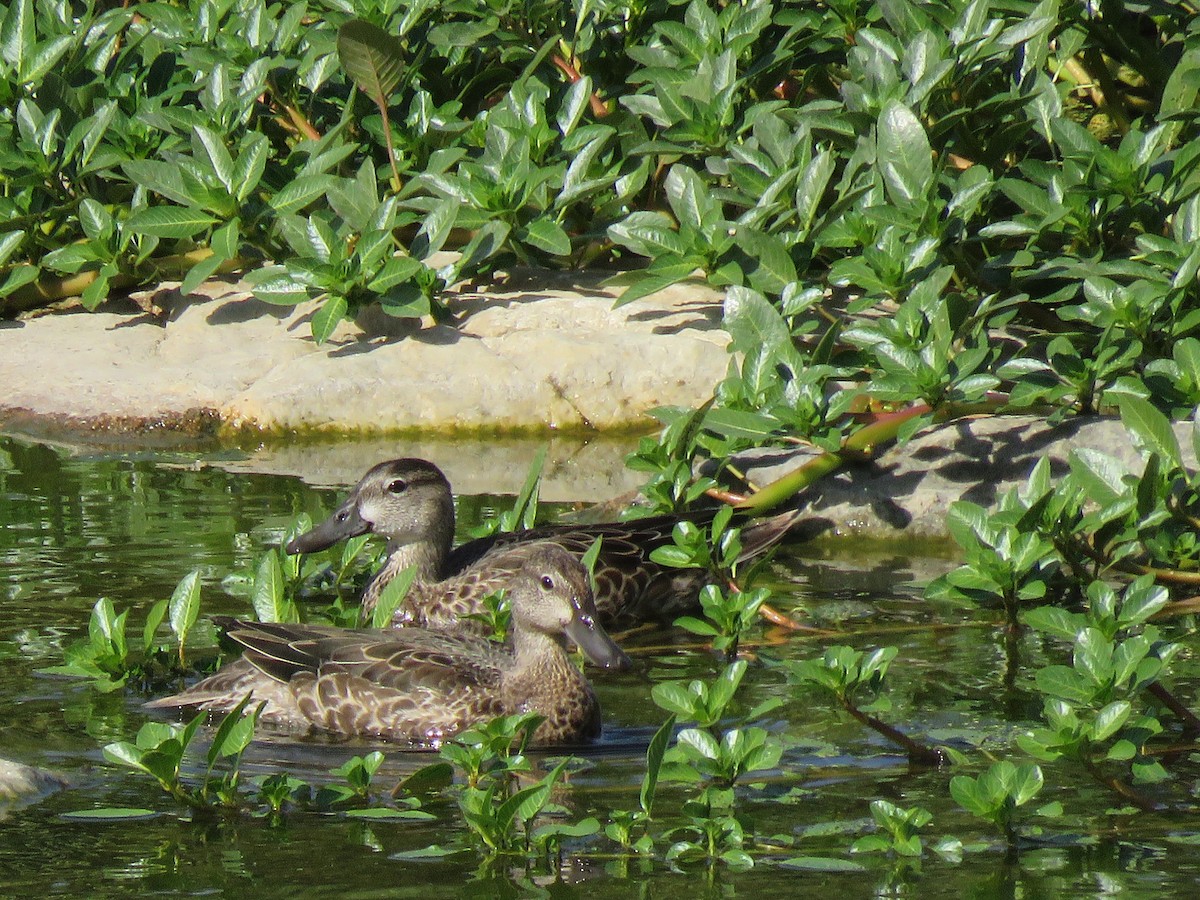 Blue-winged Teal - ML125835841