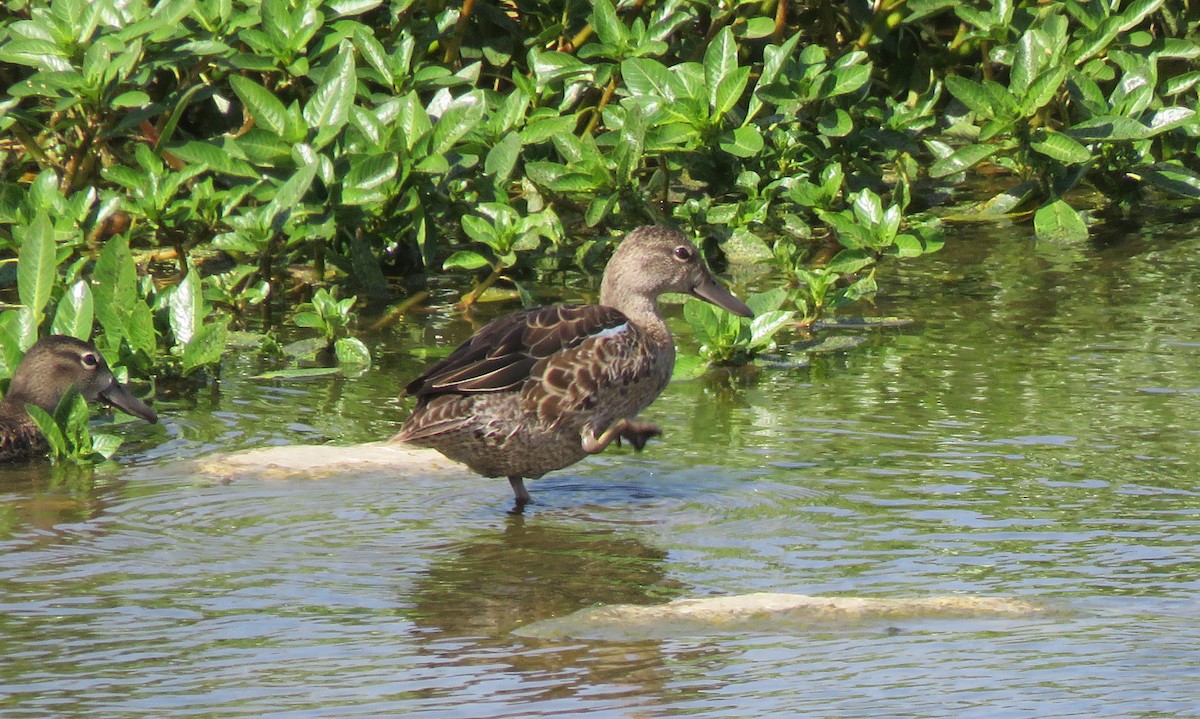 Blue-winged Teal - ML125836251