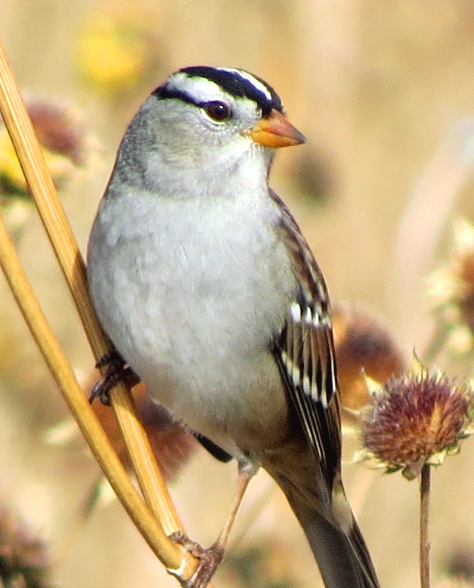 White-crowned Sparrow (Gambel's) - Patrick O'Driscoll