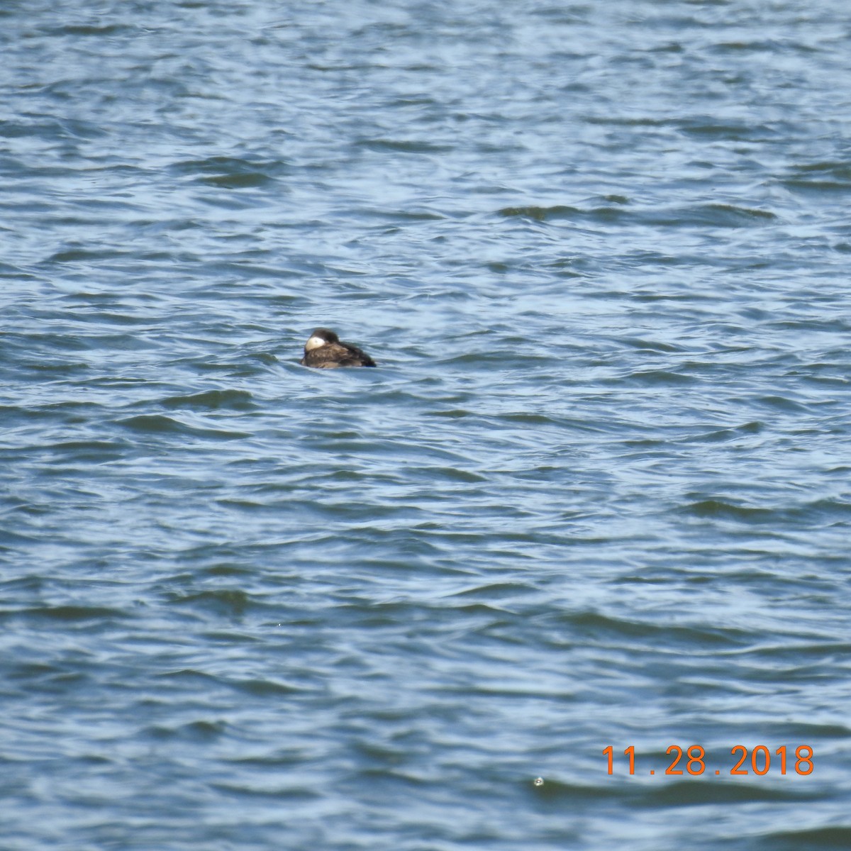 Red-necked Grebe - Tom Lee
