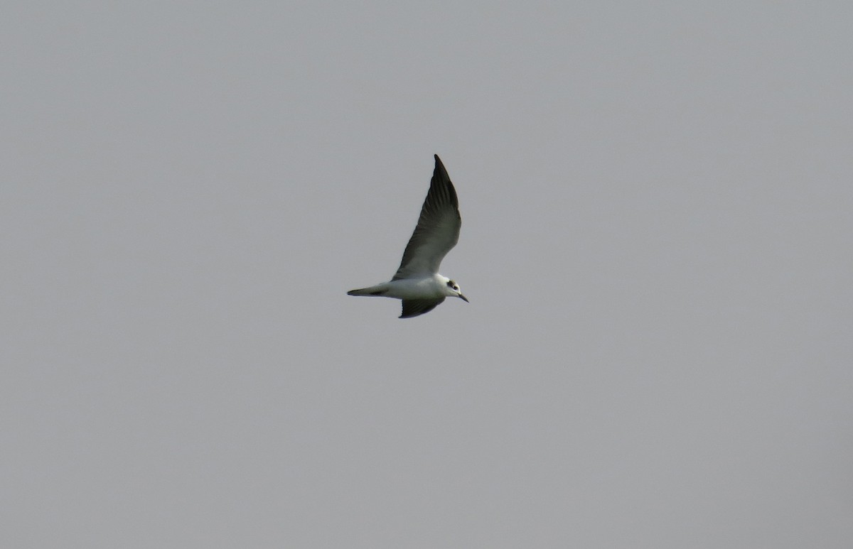 White-winged Tern - Alex Jones