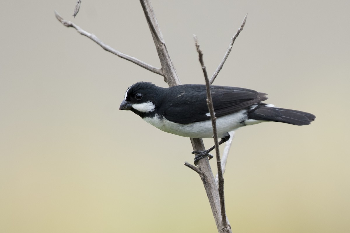 Lined Seedeater - ML125844091