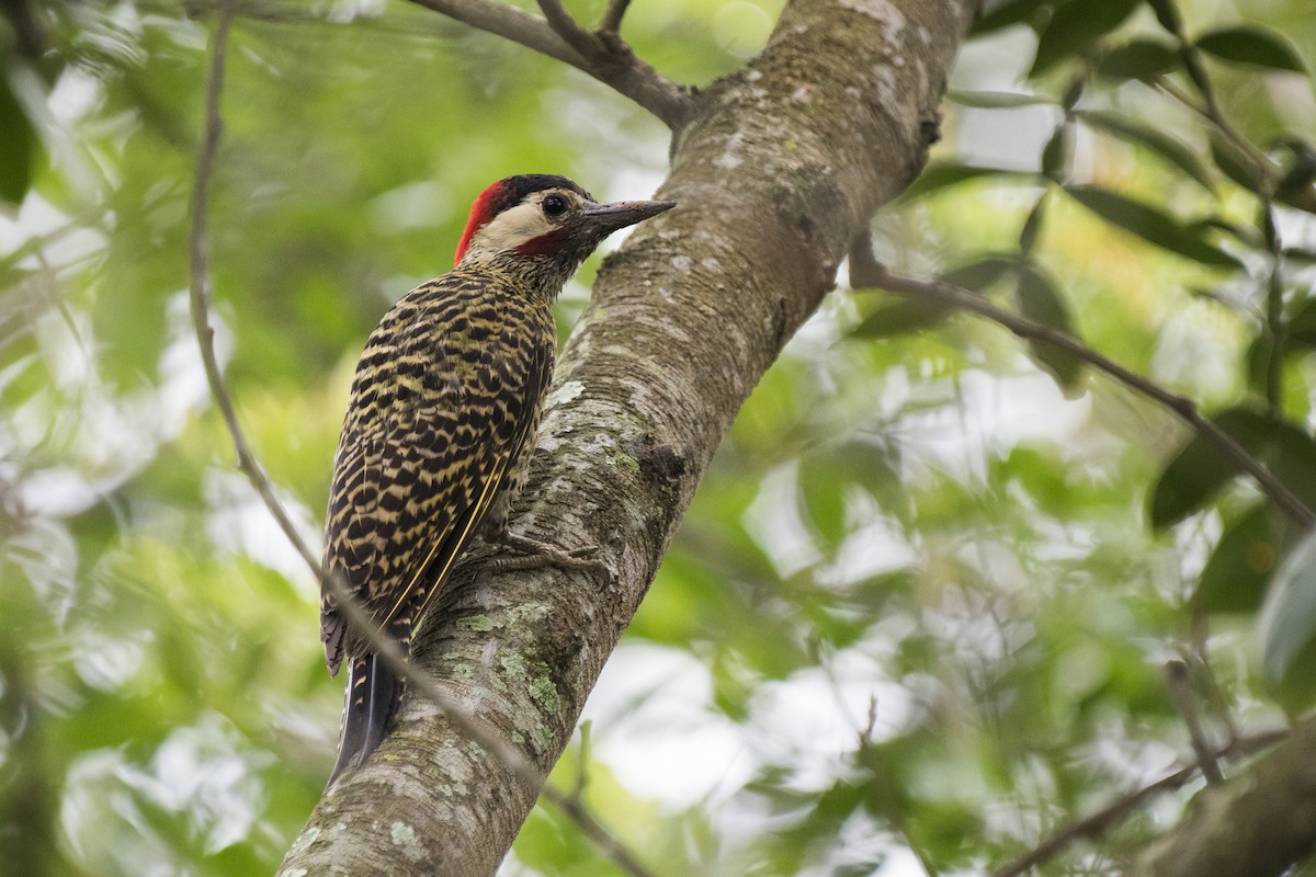 Green-barred Woodpecker - ML125844741