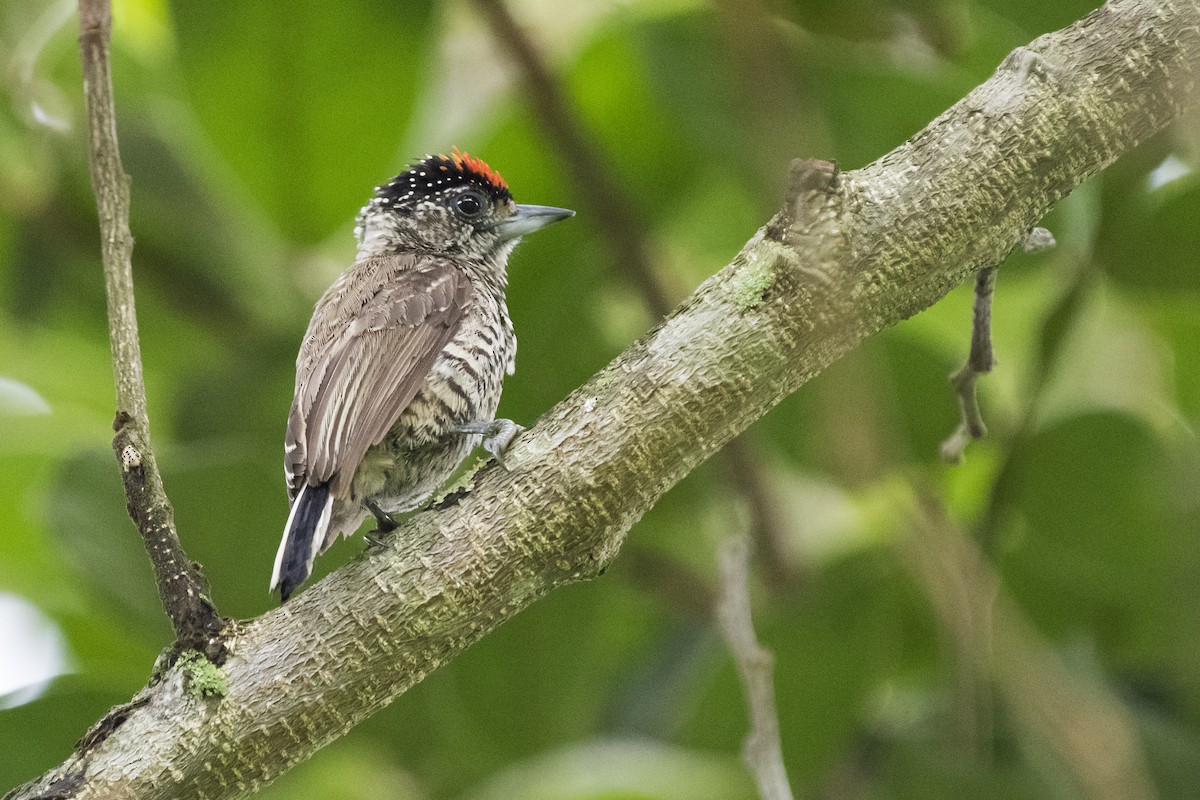 White-barred Piculet - ML125844781