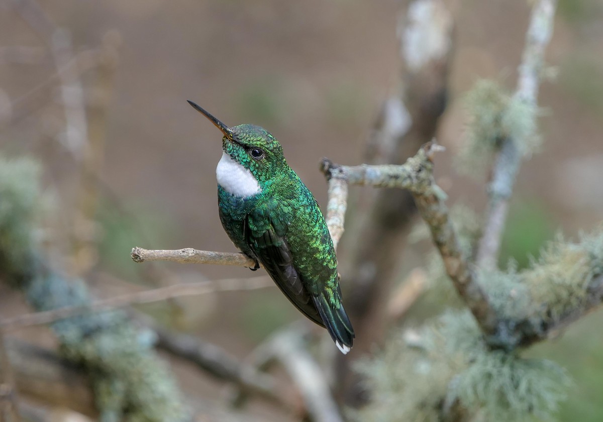 White-throated Hummingbird - Randall Siebert