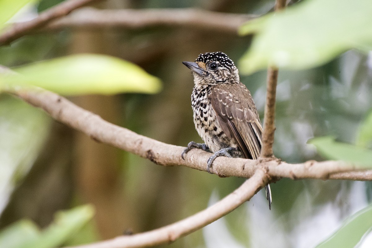 White-wedged Piculet - ML125847241
