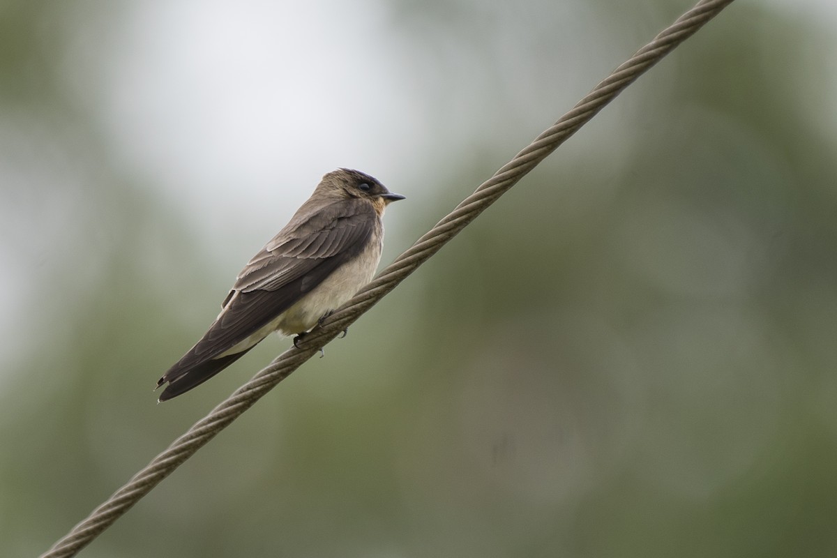 Southern Rough-winged Swallow - ML125848241