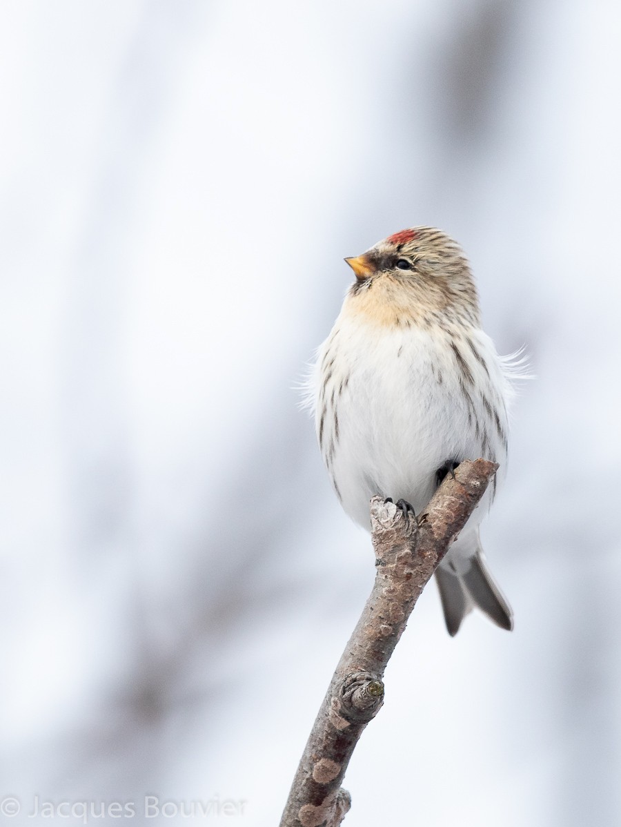 Hoary Redpoll - Jacques Bouvier