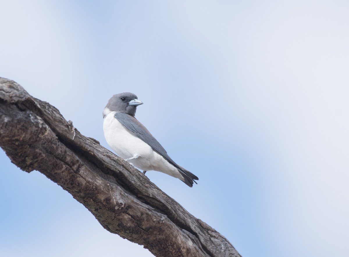 White-breasted Woodswallow - ML125850801