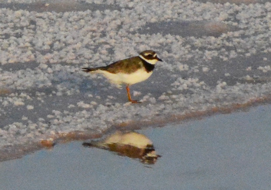 Common Ringed Plover - ML125850841