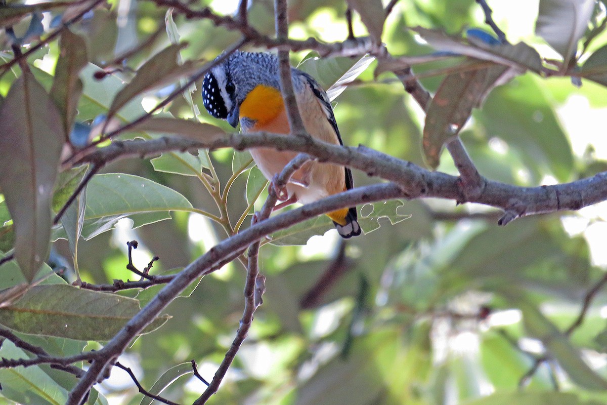 Spotted Pardalote - ML125851211