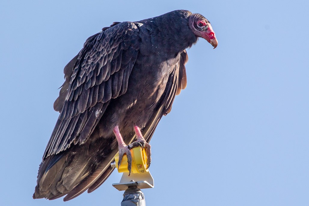 Turkey Vulture - ML125856041