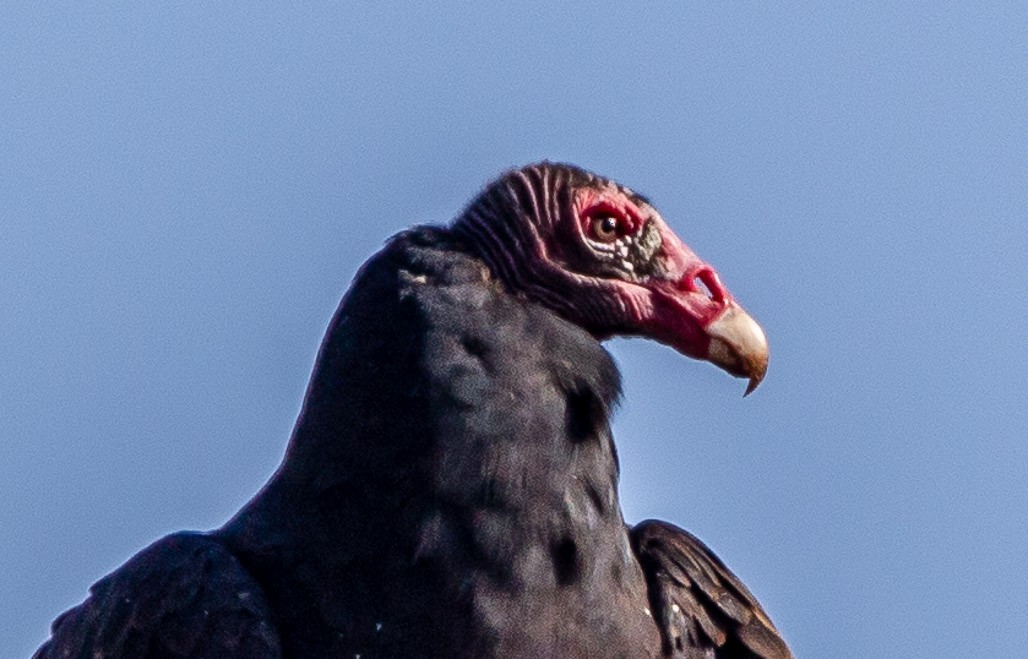 Turkey Vulture - ML125856051