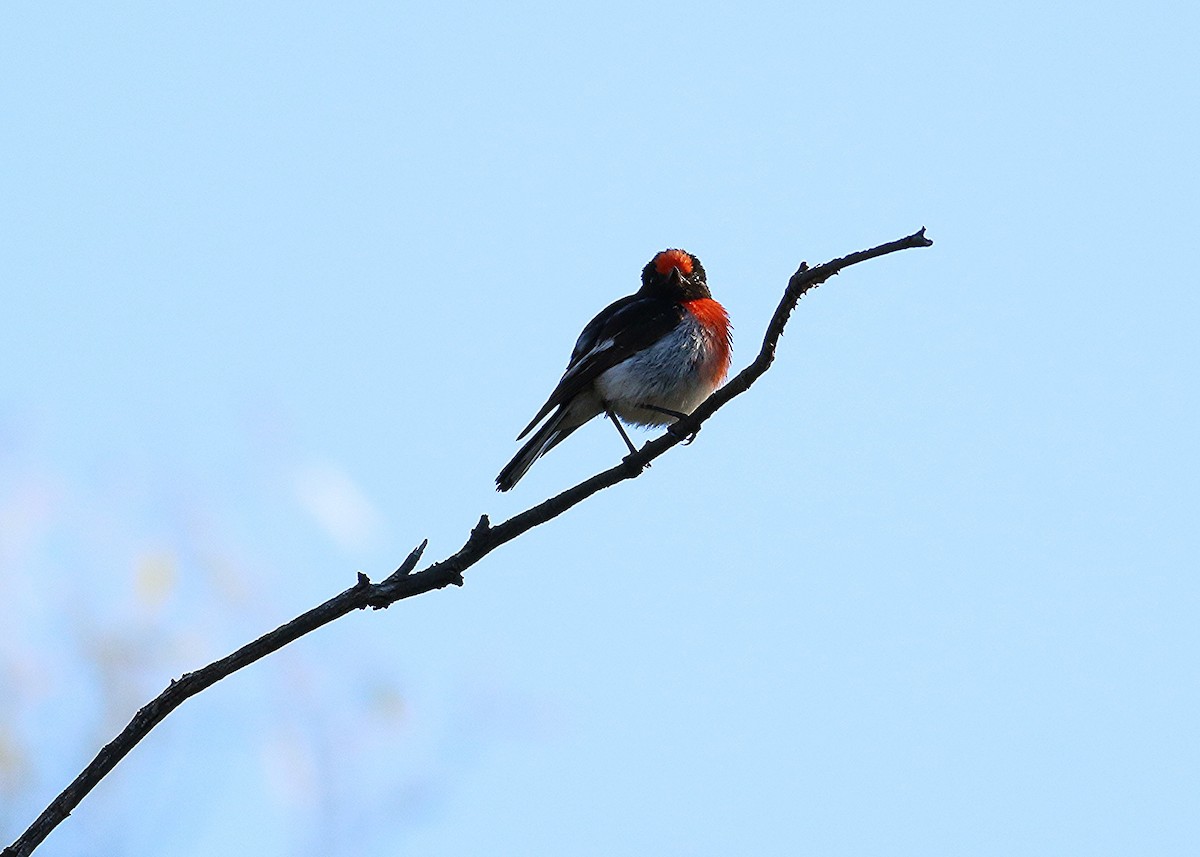 Red-capped Robin - ML125858211
