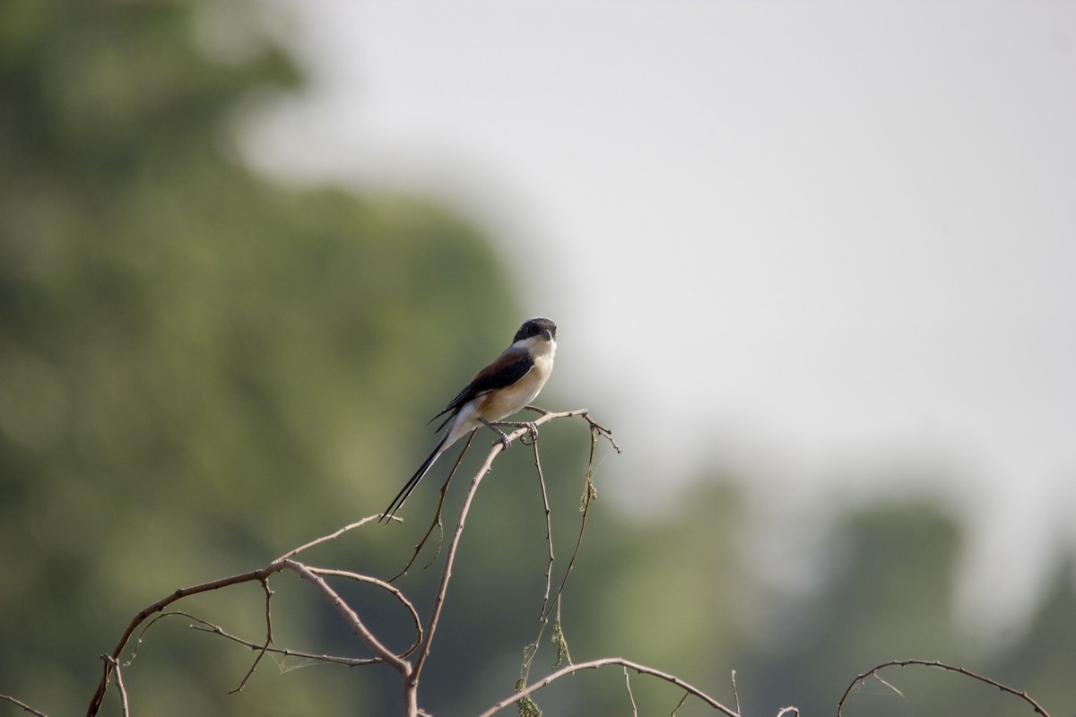 Long-tailed Shrike - Ayaz Mansuri
