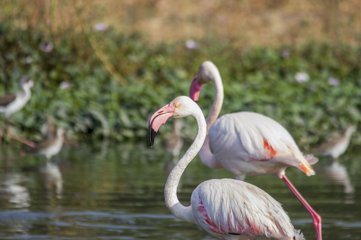 Greater Flamingo - Ayaz Mansuri